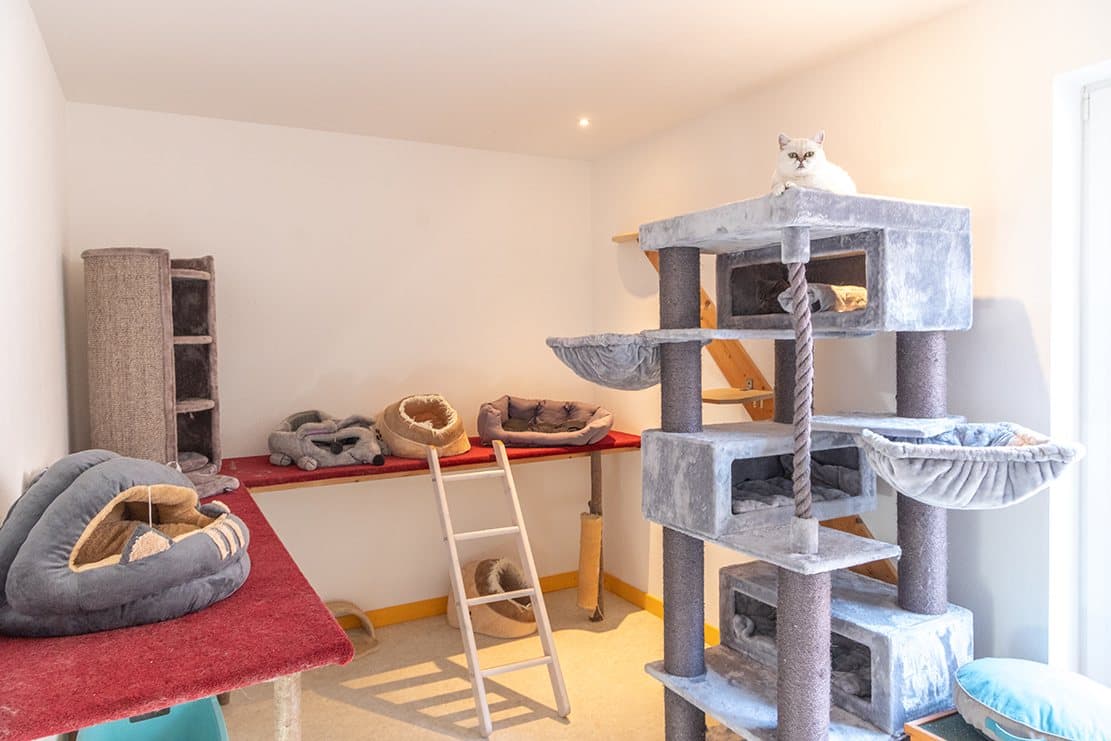 Helles Gruppenzimmer der Katzenpension mit großen Kratzbäumen und Liegeplätzen