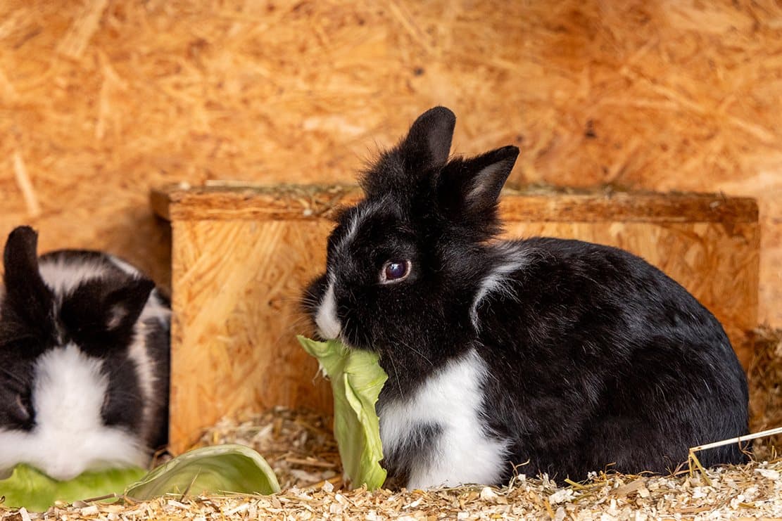 Zwei Kaninchen im Stall des Nagerheims