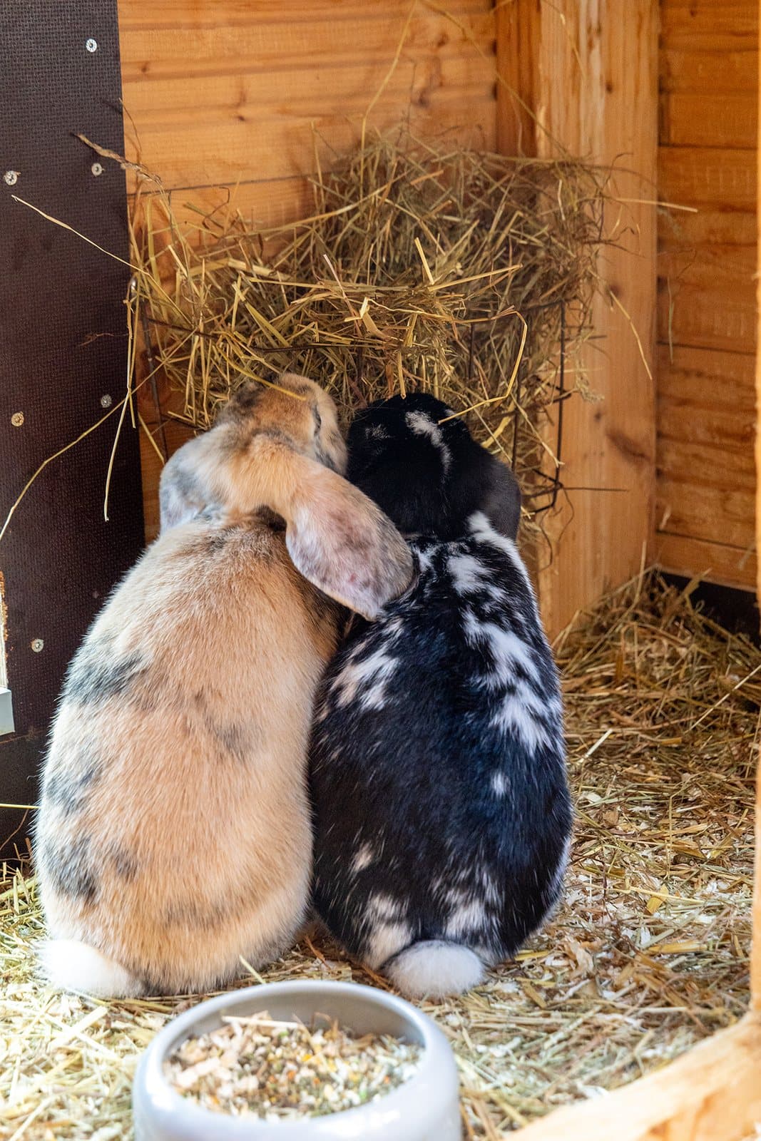 Zwei Kaninchen im frisch eingestreuten Stall mit Heu