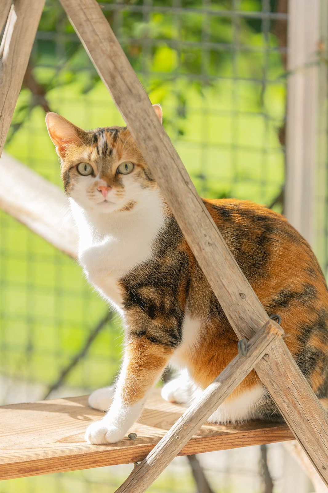 Katze auf einer Kletterebene im gesicherten Außengehege