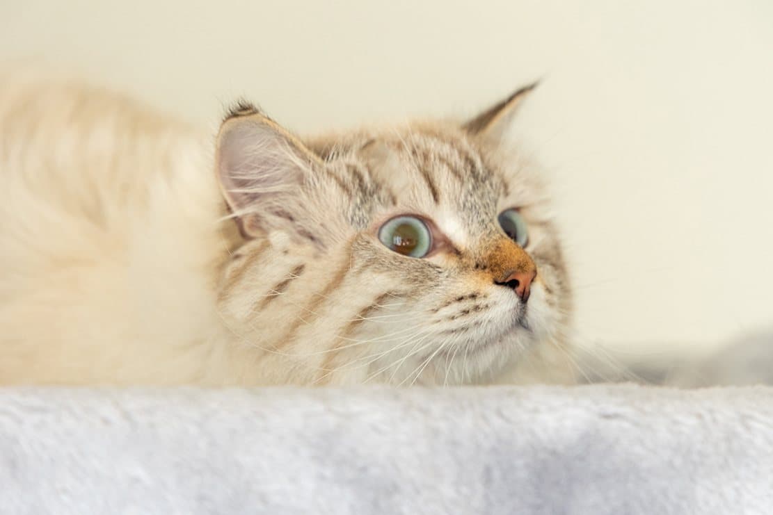 Getigerte Katze entspannt auf einer weichen Liegefläche
