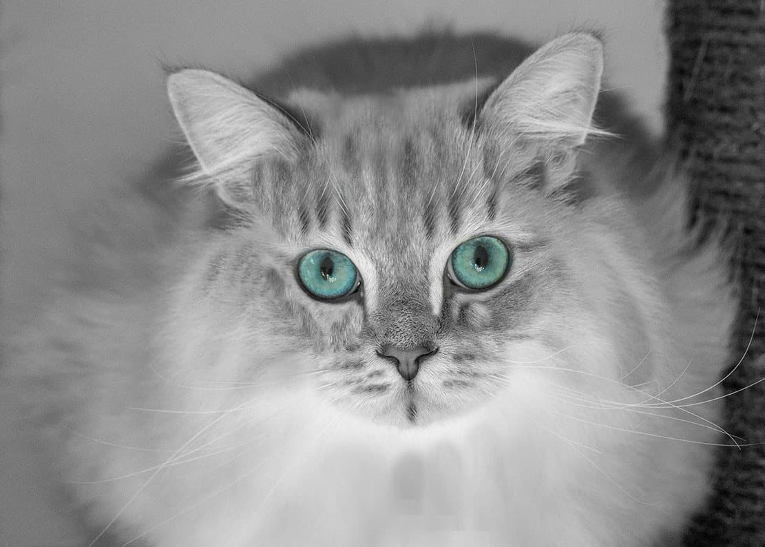 Porträt einer langhaarigen Katze in Schwarzweiß