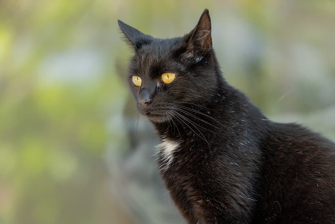 Schwarze Katze mit gelben Augen im Grünen