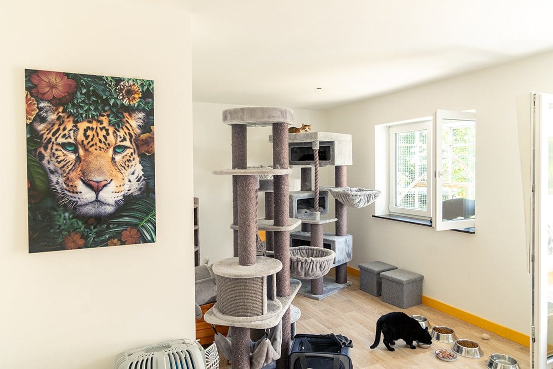 Gruppenzimmer der Katzenpension mit Kratzbäumen, Fenster und Rückzugsplätzen